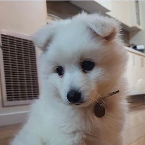 Meet your Posher, Baljit